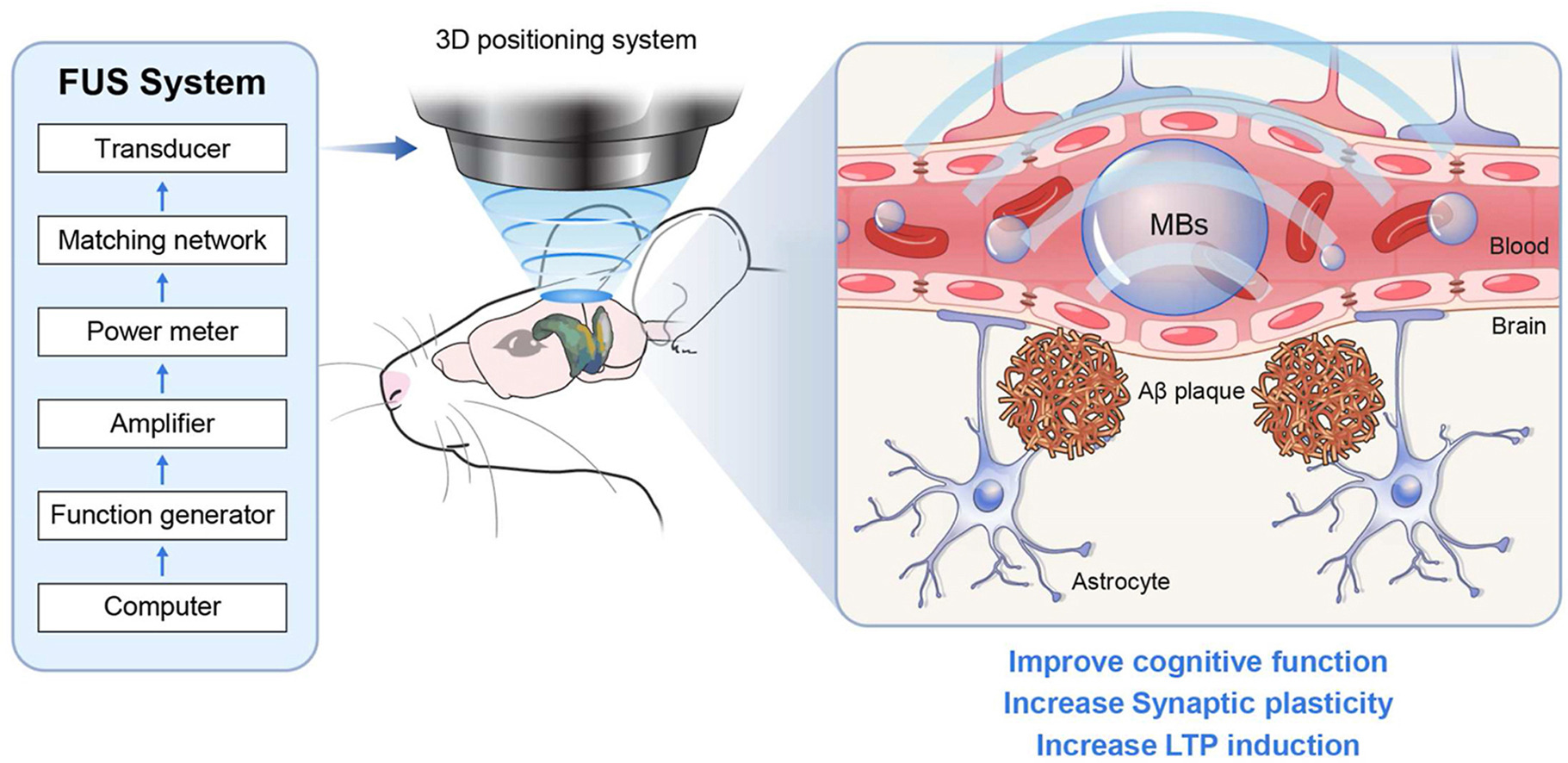 Medical illustration of blood-brain barrier opening using focused ultrasound on a mouse