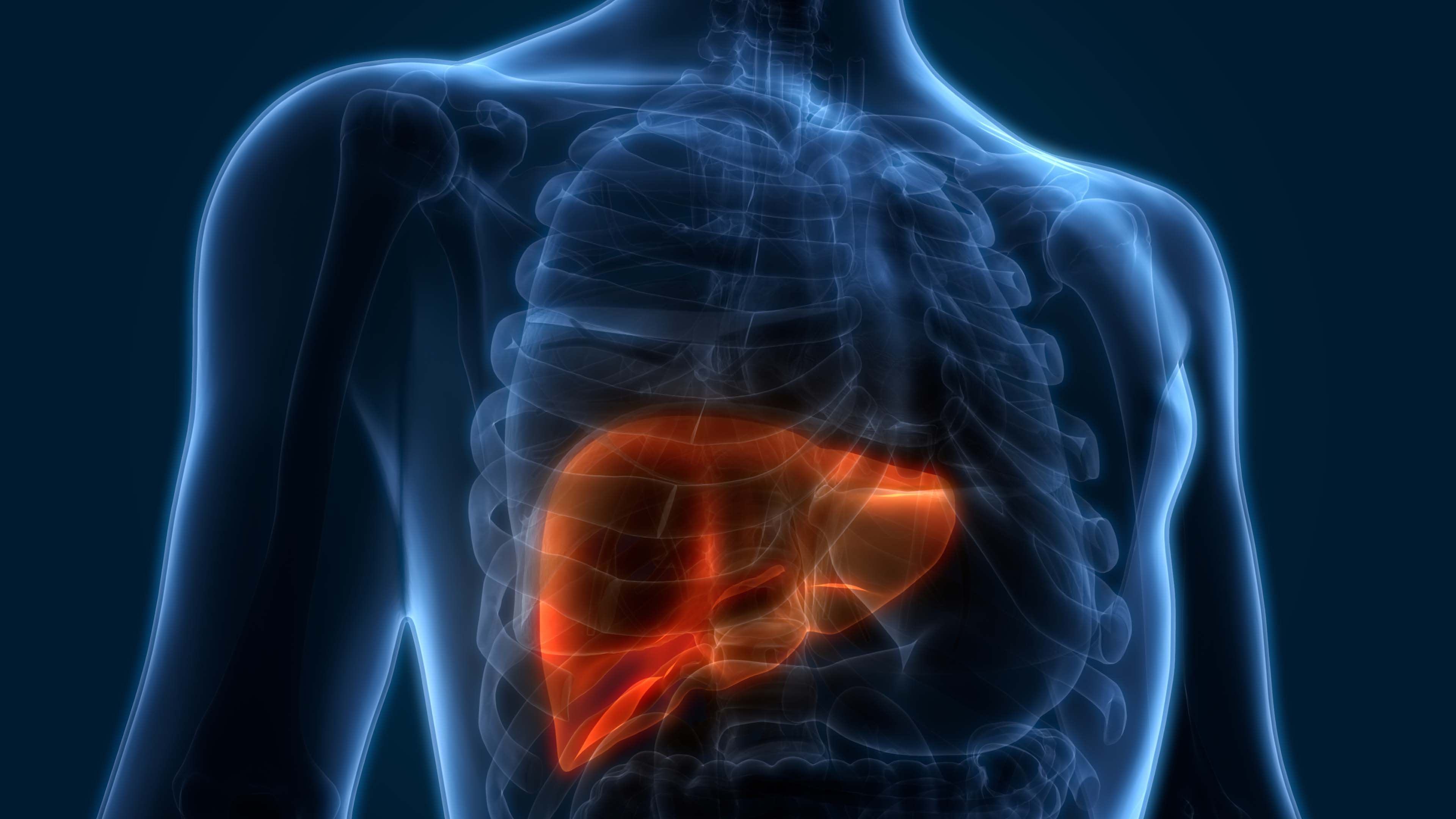 Medical illustration of a liver